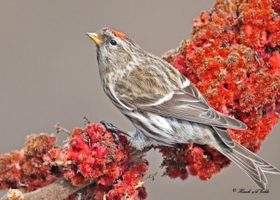 20110317 331 Common Redpoll HP.jpg