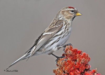 20110317 365 Common Redpoll HP.jpg