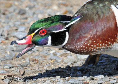 20110319 203 SERIES - Wood Duck.jpg