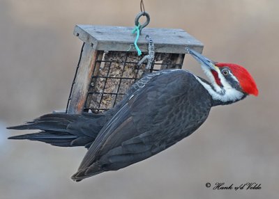 20110323 020 Pileated Woodpecker.jpg