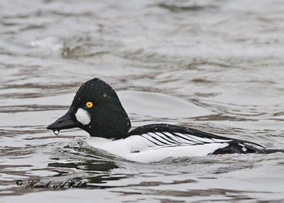 20110224 - 1 029 SERIES - Common Goldeneye 1c.jpg