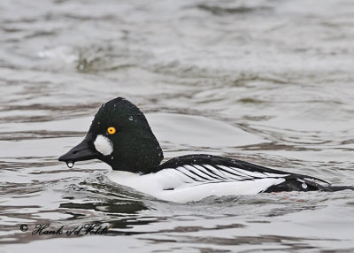 20110224 - 1 029  SERIES - Common Goldeneye 1c.jpg