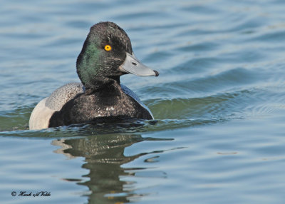 20110419 282 SERIES - Lesser Scaup.jpg