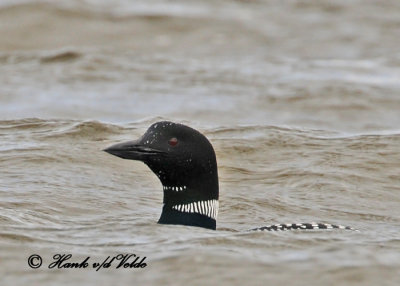 20110414 780 SERIES - Common Loon.jpg