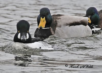 20110224 - 1 065 Common Goldeneye.jpg