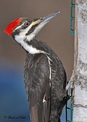 20110317 095 Pileated Woodpecker.jpg