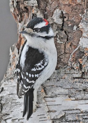 20110127 - 1 001 Downy Woodpecker.jpg
