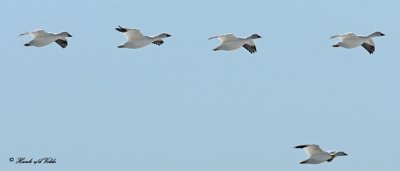 20110330 026 Snow Geese.jpg