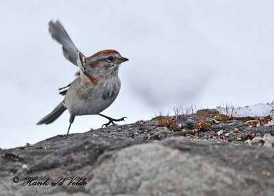 20110323 034 SERIES - American Tree Sparrow.jpg