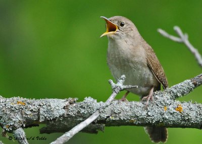 20090610 192 House Wren.jpg