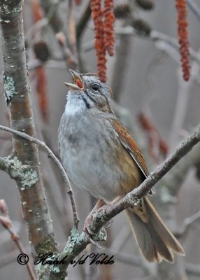 20110427 008 1c Swamp Sparrow.jpg