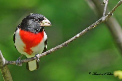 20100615 053 Rose-breasted Grosbeak.jpg