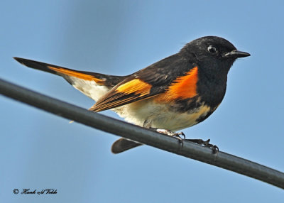 20110519 089 American Redstart HP.jpg