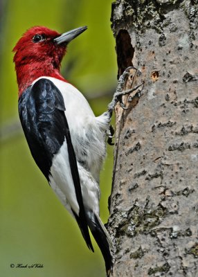 20110520 481 Red-headed Woodpecker .jpg
