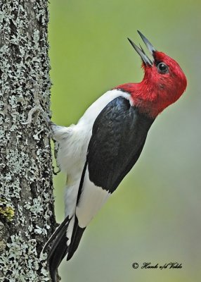 20110520 429 1c1 Red-headed Woodpecker.jpg