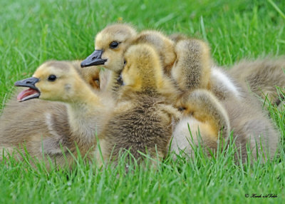 20110523 011 Can Geese Goslings.jpg