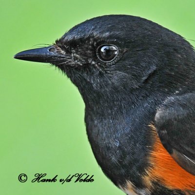 20110519 175 American Redstart 1c HP.jpg