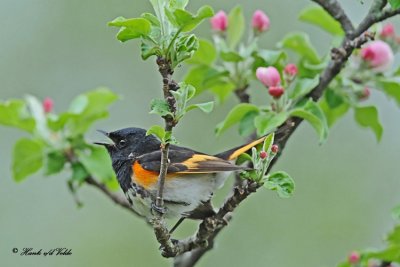 20110520 048 American Redstart.jpg