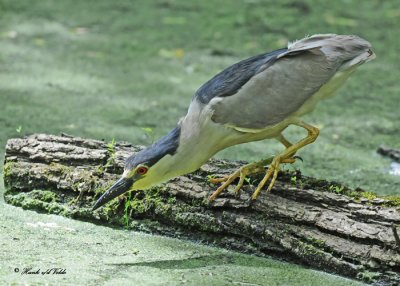 20110525 165 SERIES B-c Night Heron.jpg