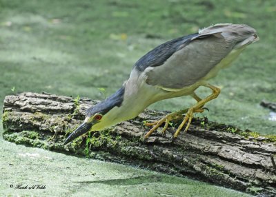 20110525 165 SERIES B-c  Night Heron.jpg