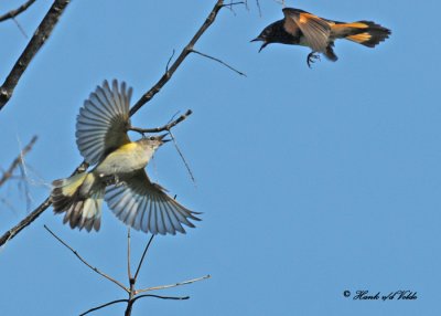 20110525 026 American Redstart.jpg