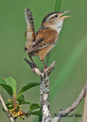 20110608 - 1 443 Marsh Wren.jpg