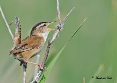 20110608 - 1 552 Marsh Wren.jpg