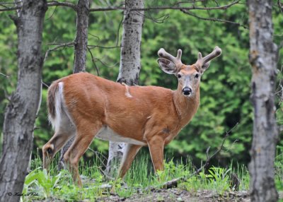 20110605 - 2 006 SERIES - White-tailed Deer.jpg