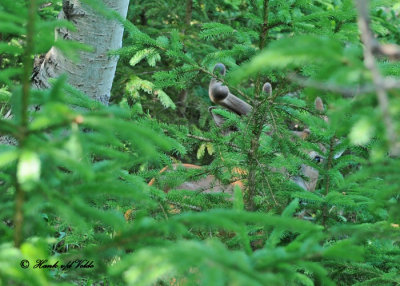 20110616 096 White-tailed Deer.jpg