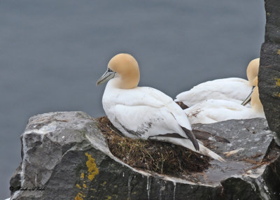 20110630 - 2 198 SERIES -  Northern Gannets.jpg