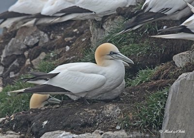 20110630 - 2 528 SERIES - Northern Gannets HP xxx.jpg