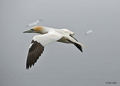 20110630 - 1 176 Northern Gannet.jpg