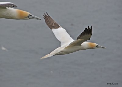 20110630 - 1 239 Northern Gannets.jpg