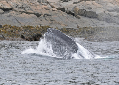 20110630 - 1 359 SERIES -  Humpback Whale.jpg