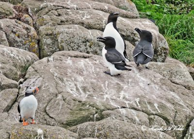 20110630 - 2 1002 Razorbills & Atlantic Puffin HP.jpg