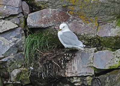 20110630 - 2 1128 SERIES - Black-legged Kittiwake HP.jpg