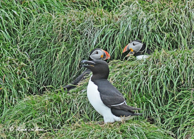 20110630 - 2 1143 Razorbill &  Atlantic Puffins.jpg