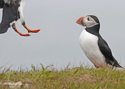 20110701 237 SERIES - Atlantic Puffins.jpg