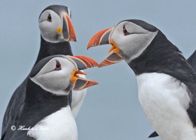 20110701 364 Atlantic Puffins.jpg