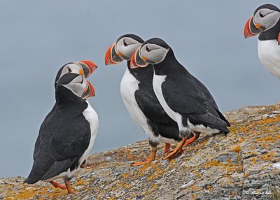 20110701 341 SERIES -  Atlantic Puffins.jpg