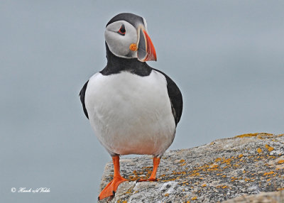 20110701 319 SERIES - Atlantic Puffin .jpg