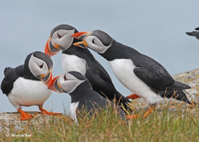 20110701 392 SERIES - Atlantic Puffins.jpg