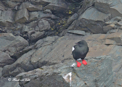 Gannets, Kittiwakes, Murres, Razorbills & Guillemots