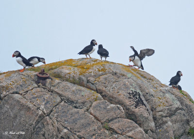 20110711 018 Atlantic Puffins.jpg