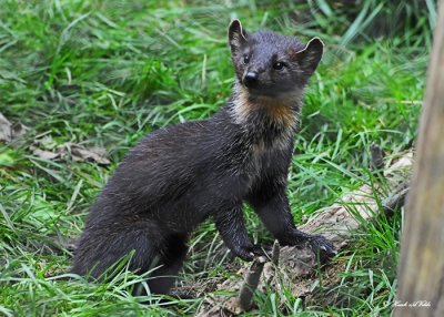 martens