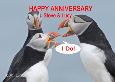 20110701 365 SERIES - Atlantic Puffins Steve and Lucy's Anniversary2.jpg