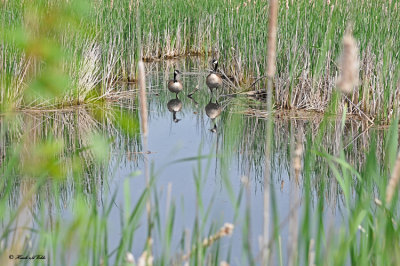 20110605 - 2 340 Canada Geese.jpg