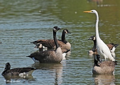 20110911 085 Great Egret & Canada Geese.jpg