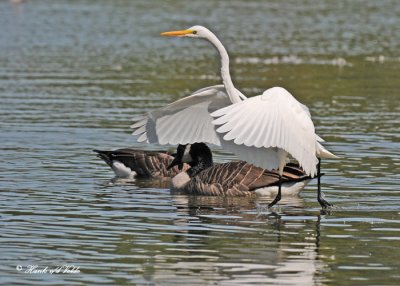 20110911 134 Great Egret & Canada Geese.jpg
