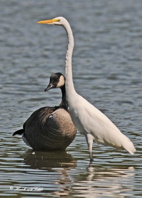 20110911 164 Great Egret & Canada Goose.jpg